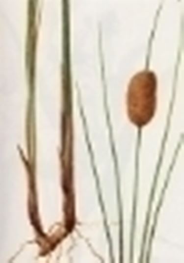 typha minima 