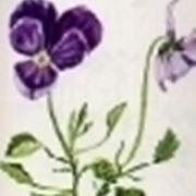 viola calcarata