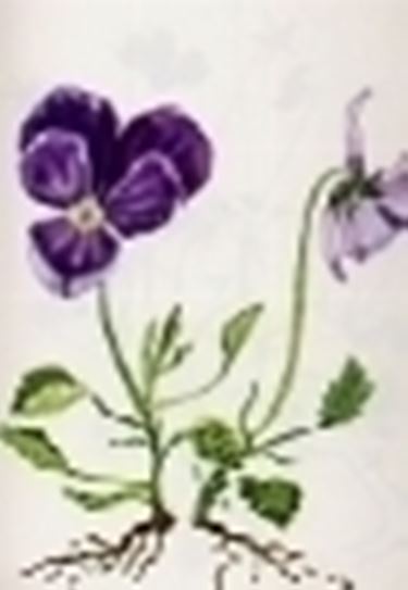 viola calcarata