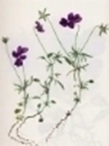 viola dubyana